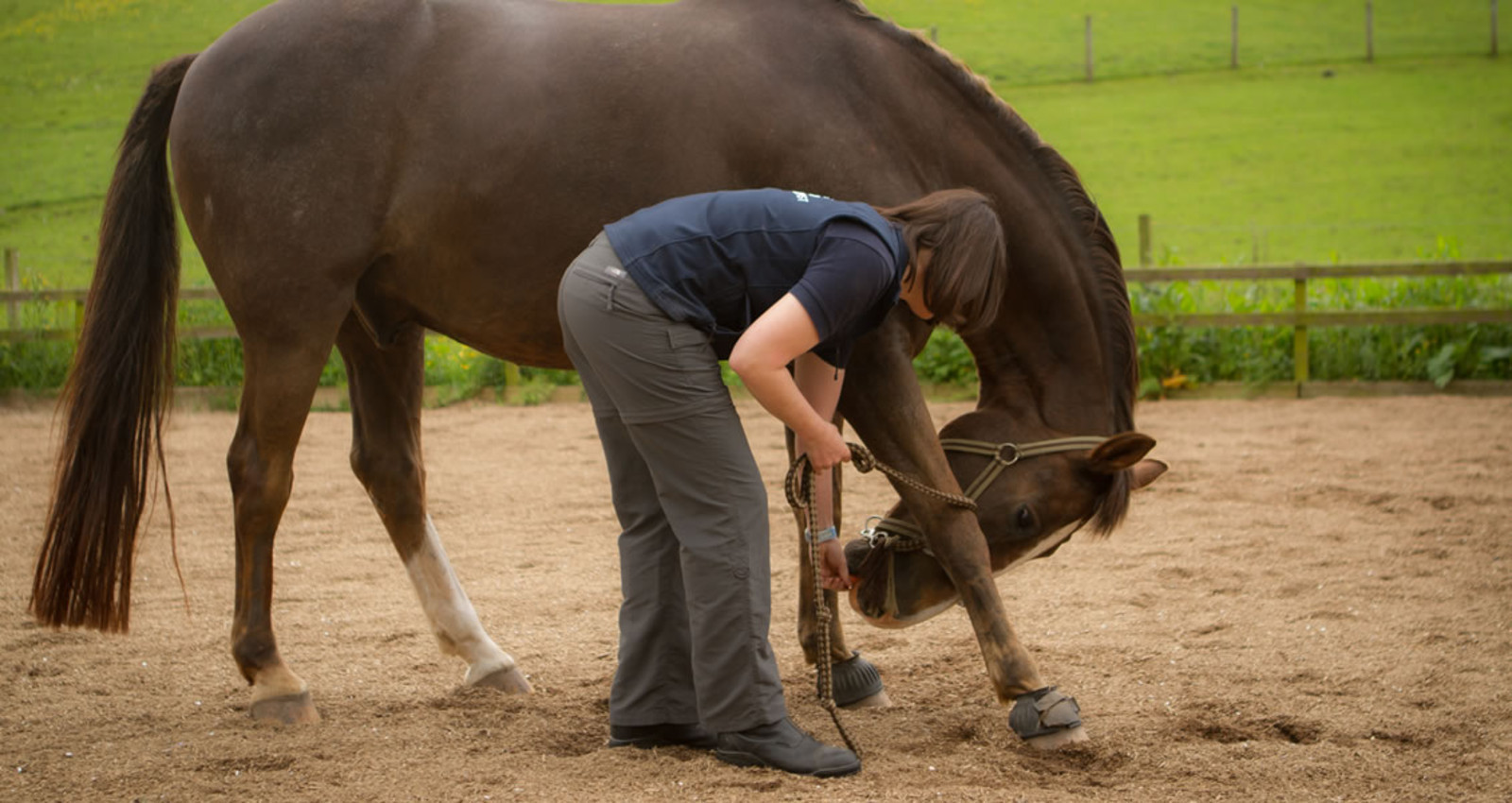 EQUINE